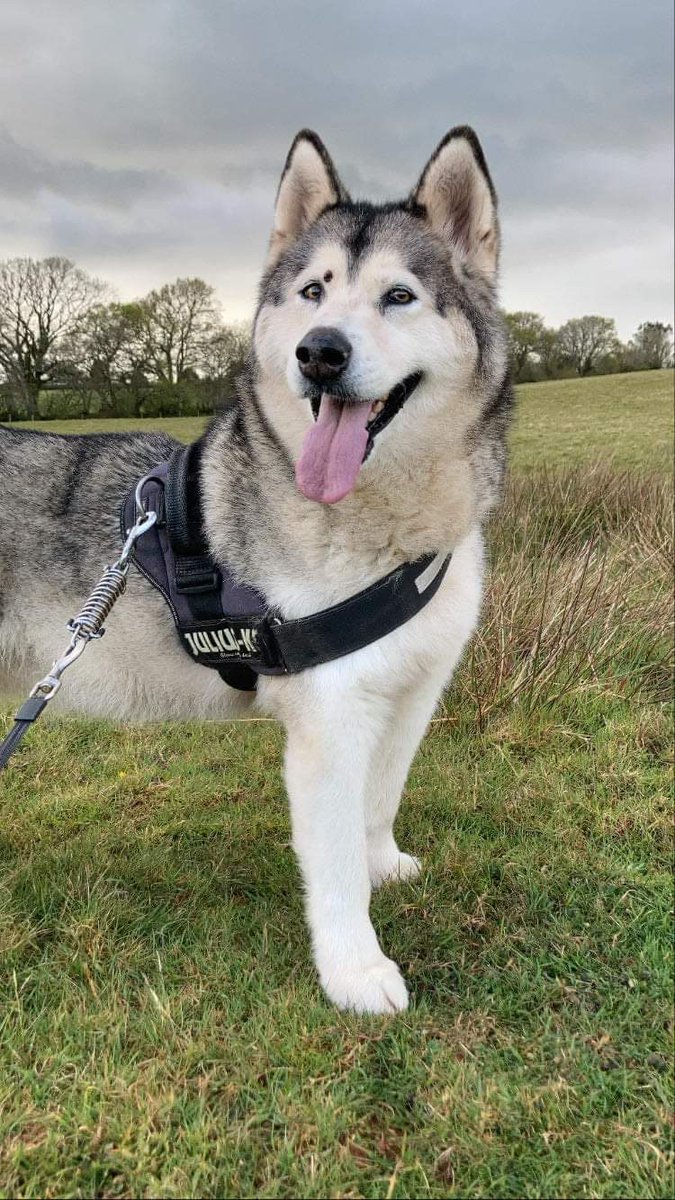 daveholwill's tweet image. Our beautiful Sky left us yesterday, on the seventh anniversary of the very day she came to live with us. 
She may have been a stubborn, whiny, annoying, spoiled princess, but we loved her very much anyway. We're glad she's at peace now after an anxious weeked.