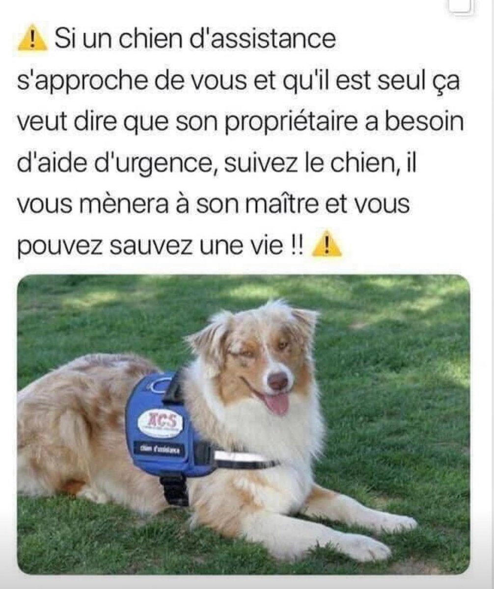association_CDS's tweet photo. #informer
#chienguide
#assistance
#inclusion
#handicaplife https://t.co/wzI055nx3R