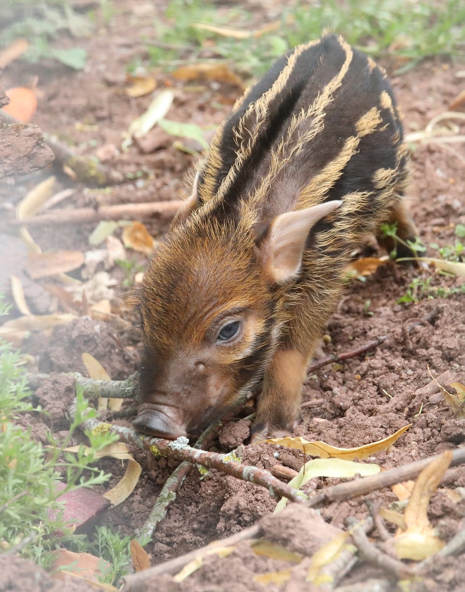 MiriamHaas11's tweet image. Red River Hoglets @PaigntonZoo #hog #hoglets #piglets
