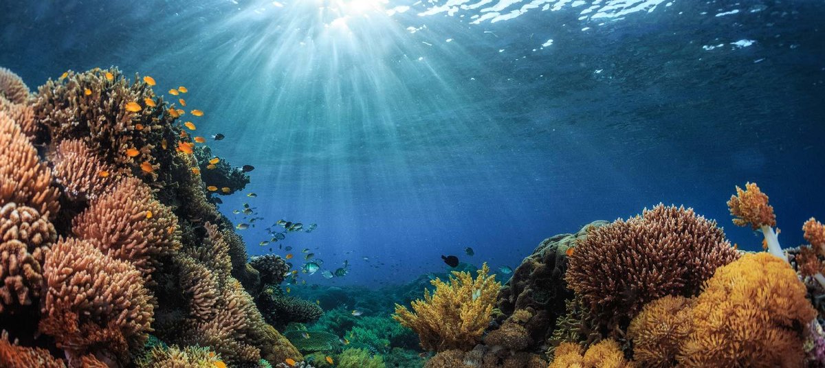 #Pacifique

Connaissez-vous l'<a href="/InitiativeKiwa/">Kiwa Initiative</a> ? 
Impulsée par la 🇫🇷 et l’<a href="/EUPasifika/">EU in the Pacific 🇪🇺</a>, + Canada, Australie et Nouvelle-Zélande, elle vise à renforcer la résilience des écosystèmes, économies &amp; communautés d’Océanie aux effets du changement climatique.

👉afd.fr/fr/initiative-…