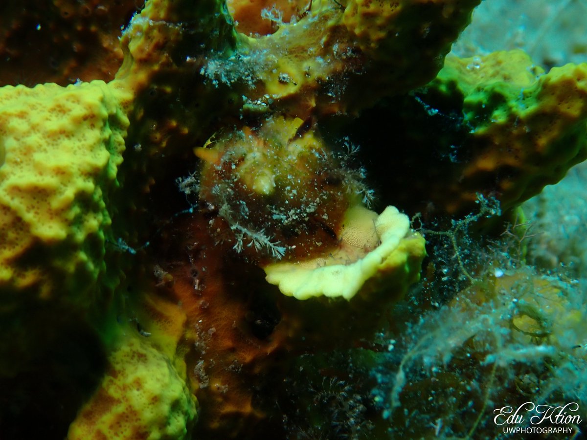 KtionEdu's tweet photo. Tylodina perversa
📸 @ealcaniz (Not edited pics)
#explore #padi #scuba #scubadiving #snorkeling #ocean #sea #mediterrano #sealife #lifestyle #nature #discovery #nationalgeographic #amazing #fun #photography #underwater #uwphotography #fecdas https://t.co/oihT9x8XiE
