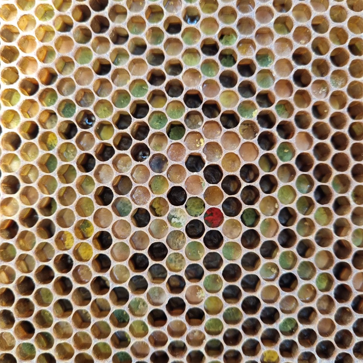 Can anyone help in identifying the pinkish pollen? This is from out on the heather