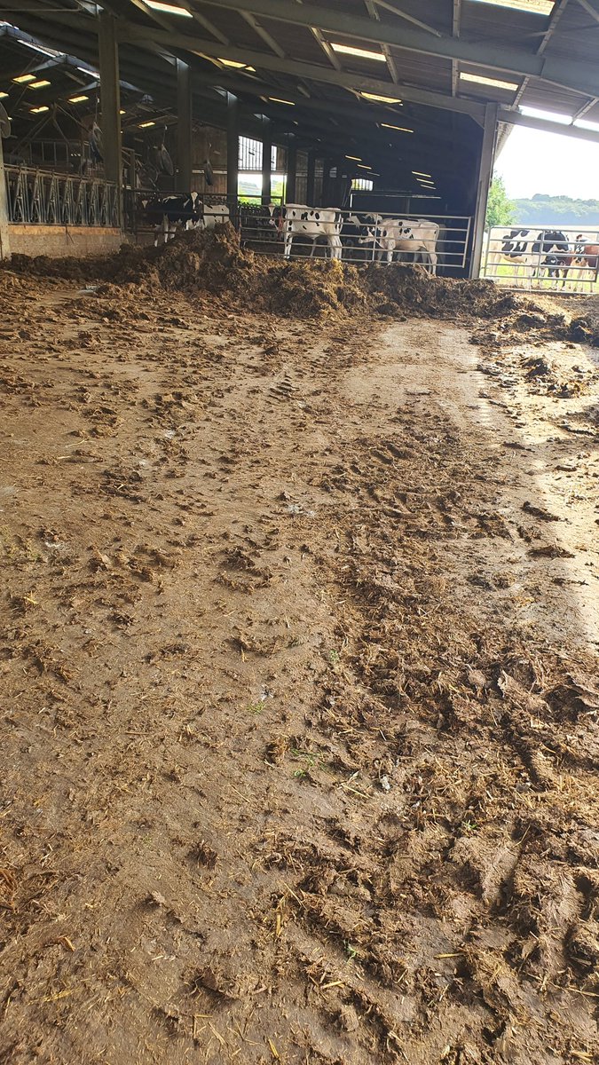 OlivierTHIBAUT5's tweet image. La #moisson2023 étant stoppé par la #pluie
Aujourd&apos;hui c&apos;est grosse journée de fumier dans les parcs des génisses (les futures #vaches)
#OnArrêtePas
#FrAgTw
@SodiaalCoop