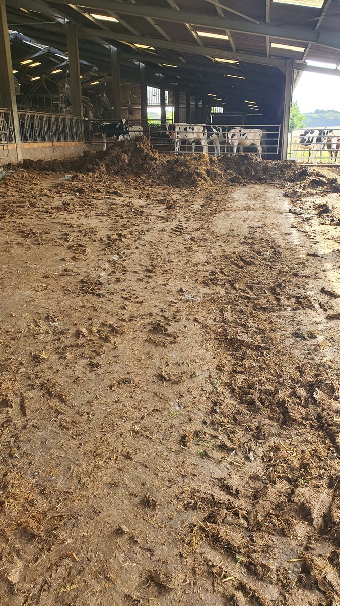 OlivierTHIBAUT5's tweet image. La #moisson2023 étant stoppé par la #pluie
Aujourd&apos;hui c&apos;est grosse journée de fumier dans les parcs des génisses (les futures #vaches)
#OnArrêtePas
#FrAgTw
@SodiaalCoop