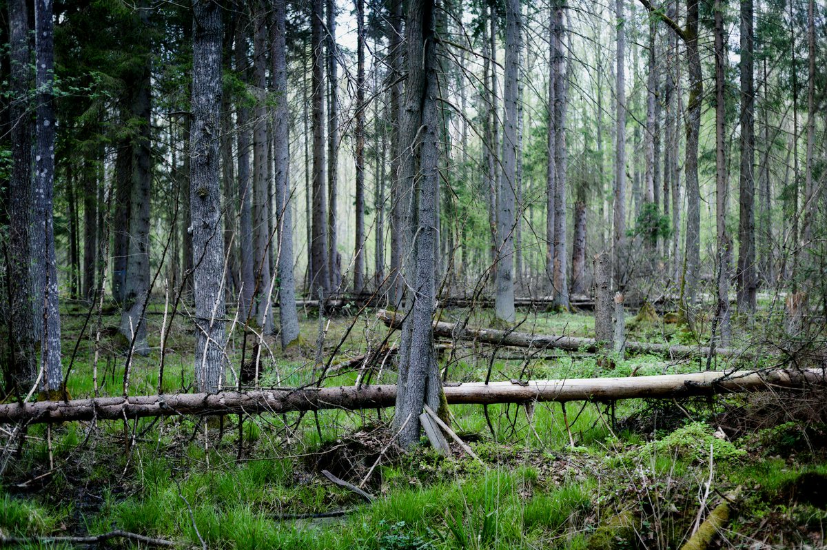 MZmihorski's tweet photo. New job opportunities at @mriBialowieza -
assistant professor, postdoc &amp; PhD student:
https://t.co/fukx0OYVfA
https://t.co/ABk6rTEzDR
https://t.co/dOXcbSvoQR

Białowieża is a perfect place for conducting ecological research and a wonderful place to live https://t.co/4Pj6hMBoqm