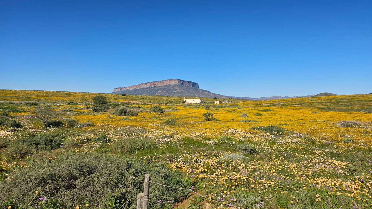 Discover WesternCape (@discoverctwc) on Twitter photo Interrupting your Tuesday with the #WestCoast in full bloom🌼
When are you visiting the Weskus flower fields?
📸: <a href="/visitNWC/">Namaqua West Coast</a> | #discoverctwc Interrupting your Tuesday with the #WestCoast in full bloom🌼
When are you visiting the Weskus flower fields?
📸: <a href="/visitNWC/">Namaqua West Coast</a> | #discoverctwc