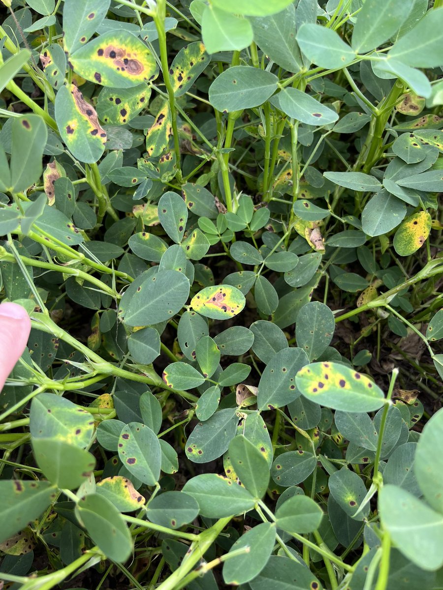 Bob Kemerait tweet media