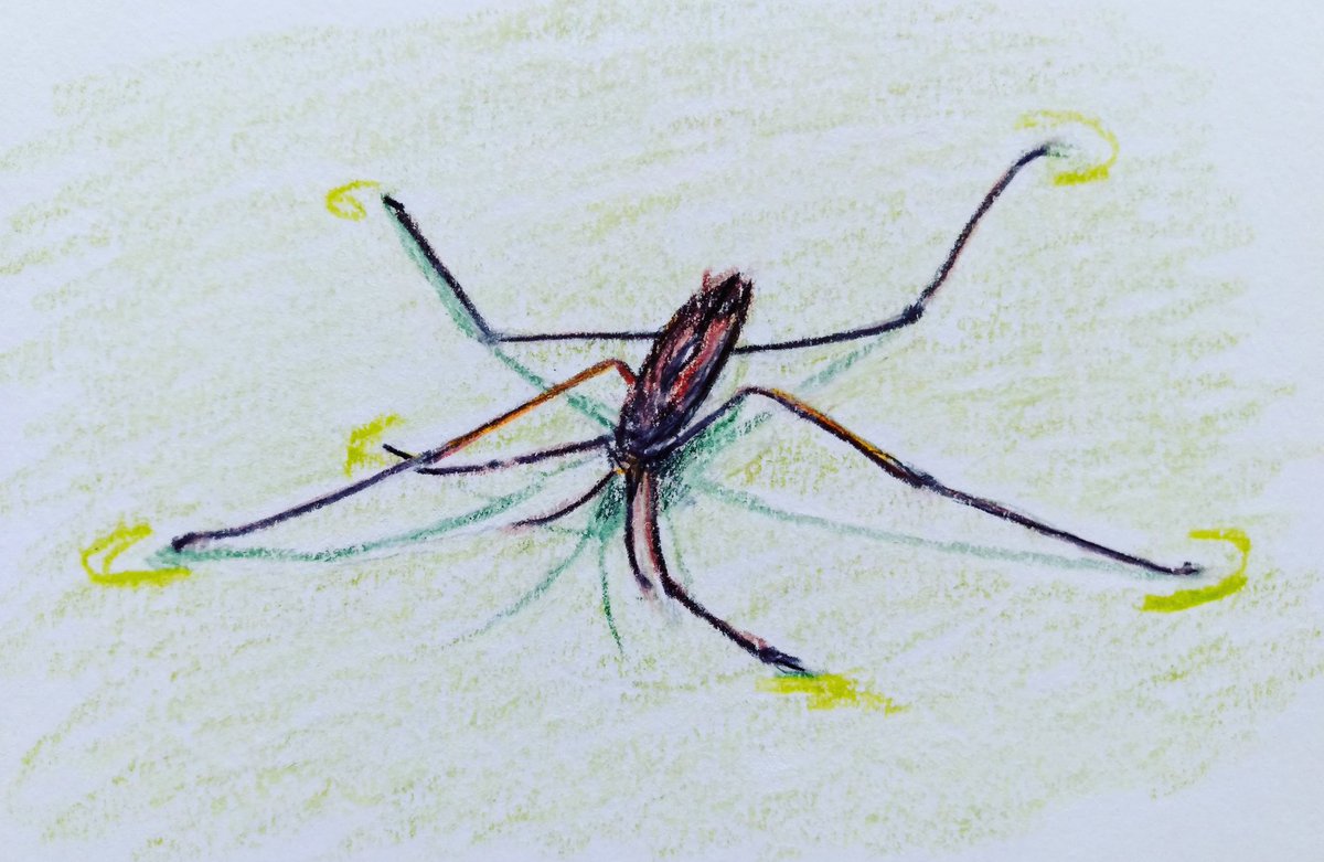 ksneathart's tweet photo. Day 25 of #SummerBuggin Water Strider 💕 Thank you for all the birthday wishes for my daughter yesterday. We had a lovely day out! Have a great day!💕 #waterstrider #waterbug #pondlife #insect #bug #minibeast #colourpencildrawing https://t.co/YZBGE0EAJv