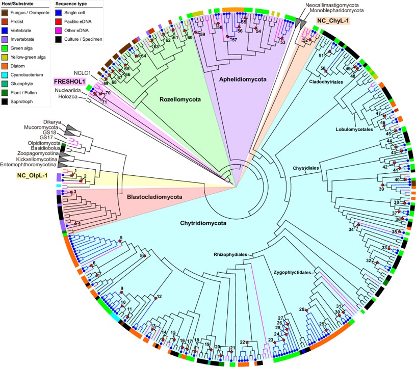 Paper is published! Manual single cell isolation and sequencing revealed 71 lineages of early diverging fungi. Many of them were novel lineages including putative new phyla!
journals.asm.org/doi/10.1128/mb…