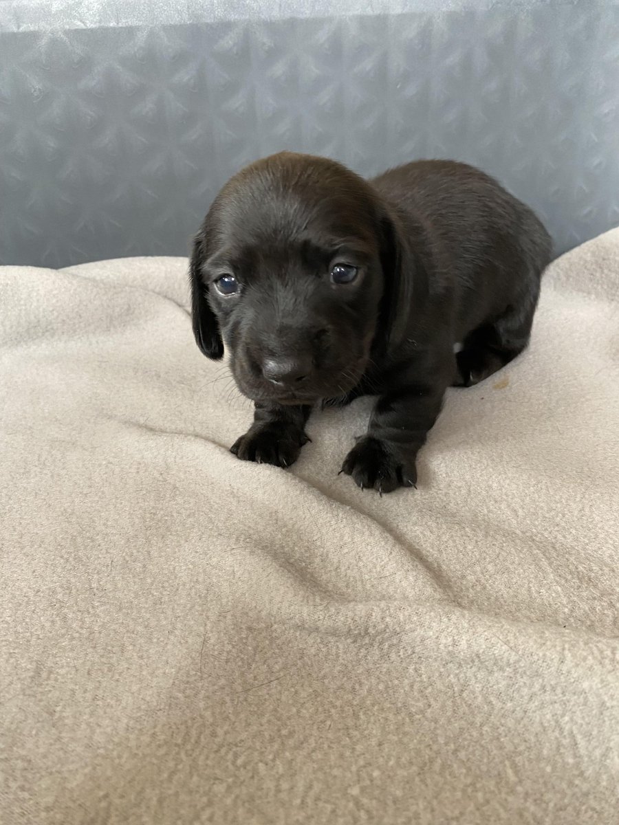 Miniature Dachshund For Sale
Male
Message me for information
Currently 4 weeks old
#forsale #Dachshund #miniaturedachshund