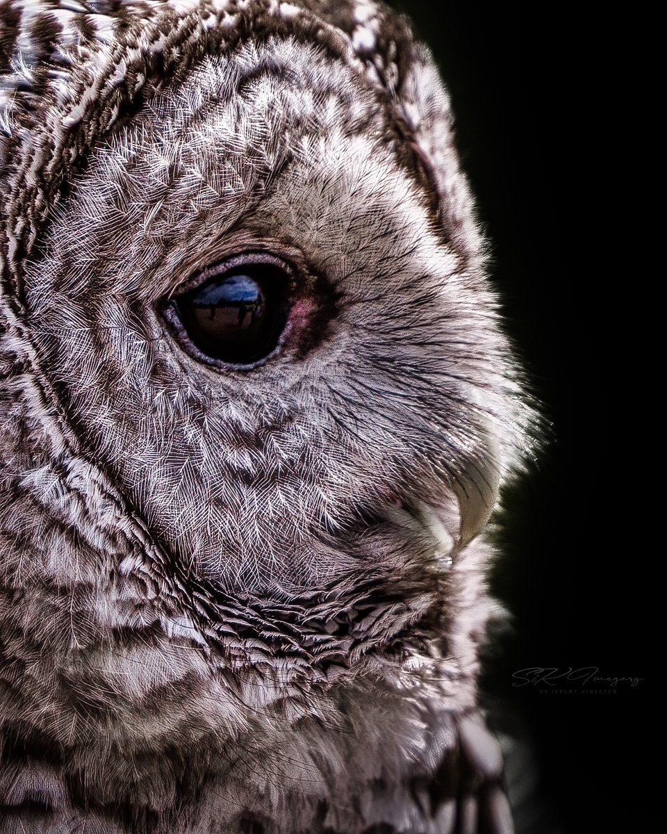 Happy #Tuesday my friends! Let’s see some #Animal shots!
Here’s another shot of a beautiful #BarredOwl from when we were in #Vermont. Love these beautiful #animals.