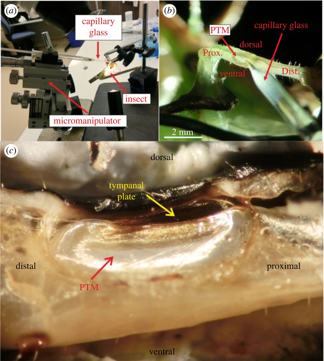 RSocPublishing's tweet photo. The chemistry of an insect ear: ionic composition of a liquid-filled ear and haemolymphs of Neotropical katydids: https://t.co/d4gwDuPkTV #JRSocInterface #ChemicalBiology #biocomplexity https://t.co/Q0GNwciyrW