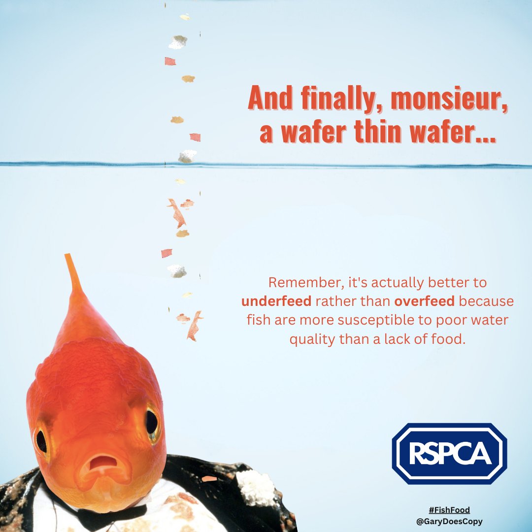 GaryDoesCopy's tweet image. A wafer-thin wafer... - a nod to the classic Monty Python sketch - @OneMinuteBriefs of the Day:
Create posters to advertise #FishFood 🫘🐟 @RSPCA_official