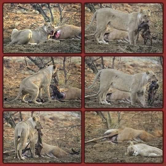 krish_itz's tweet photo. பசியில் இருந்த ஒரு பெண் சிங்கம் நீண்ட போராட்டத்தின் பின் ஒரு மானை வேட்டையாடி இறையை துண்டிக்க ஆரம்பித்தது.

சிறிது நேரத்தில் மான் கருவுற்றிருப்பதை கண்டு கொண்டது.
இதனால் கடும் அதிர்ச்சிக்குள்ள��கிய சிங்கம் உடனே தாயின் வயிற்றிலிருந்து வெளியேறிய குட்டியை காப்பற்றுவதற்காக பகீரத பிரயத்தனம் மேற்கொண்டது.

இறுதியில் நீண்ட நேர முயற்சி பலனளிக்காது குட்டி இறக்க நேரிட்டது.

இதைத் தாங்க முடியாத சிங்கமும் கீழே சாய்ந்து கொண்டது.

சிறிது நேரத்தின் பின் இந்த நிகழ்வை முழுவதுமாக படம் பிடித்து
கொண்டிருந்தவர் அருகில் சென்று பார்த்த போது சிங்கம் இறந்து கிடந்தது.

மனிதர்களிடம் தொலைந்து போன கருணை இன்று மிருகங்களிடம் மட்டுமே இருக்கிறது ...!