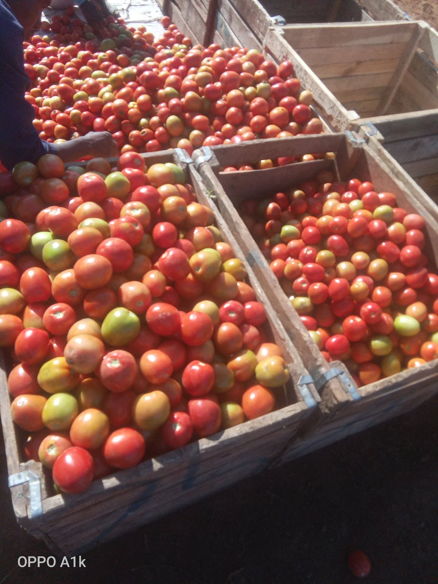 KaingaEric1's tweet photo. Kilimo Biashara. Huge parcels of Land for sale, fertile, arable and plenty of underground water. Kajiado County. Get 100 acres, 50, 10. At 300-500k per acre . 0755 512 551 https://t.co/HB6cVAZIXM