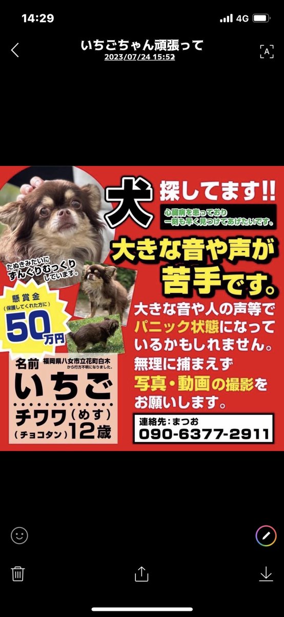 妻の爪楊枝のさきちゃんの愛犬が 福岡県八女市という場所から逃げました。 心当たりのある方や見かけた方はご連絡お願い致します。 よろしくお願いします。 #妻の爪楊枝　#さきちゃん　#チワワ　#チワワ迷子　#福岡県迷子犬　#迷子犬　#チョコタンチワワ　#福岡県　#福岡県八女市