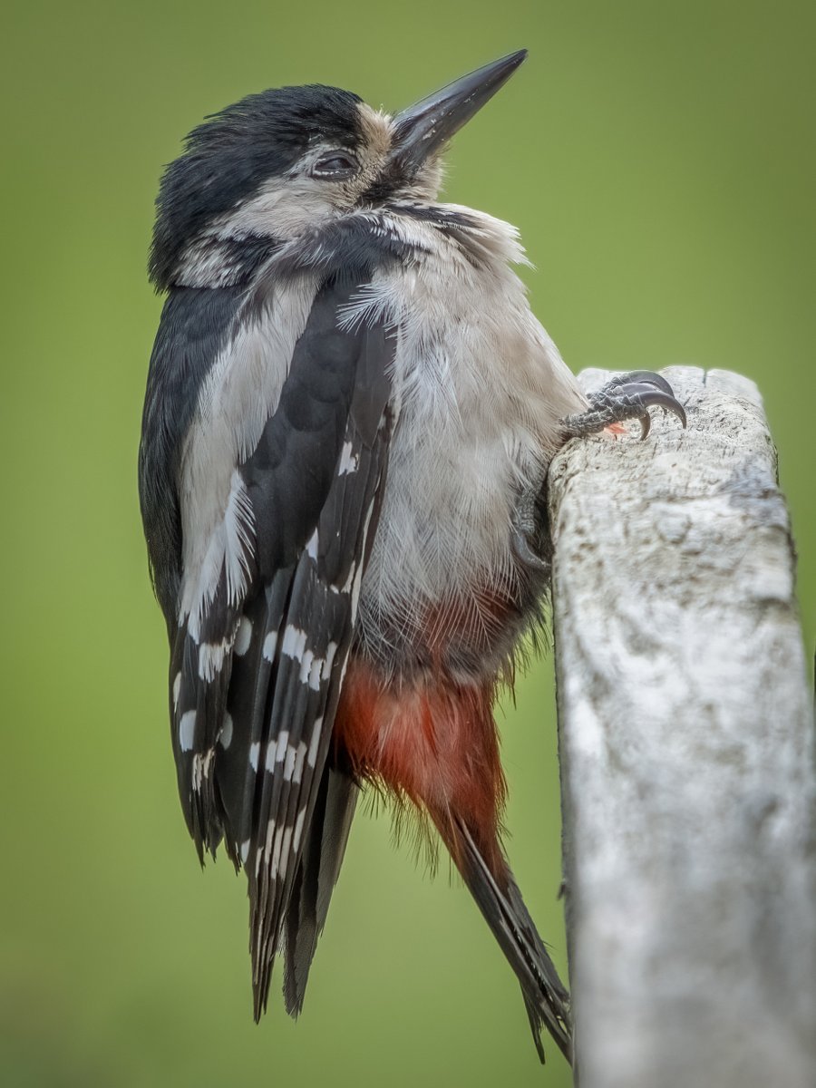 juvenile woodpecker having a little rest #greatspottedwoodpecker#gardenwildlife #springwatch#woodpecker