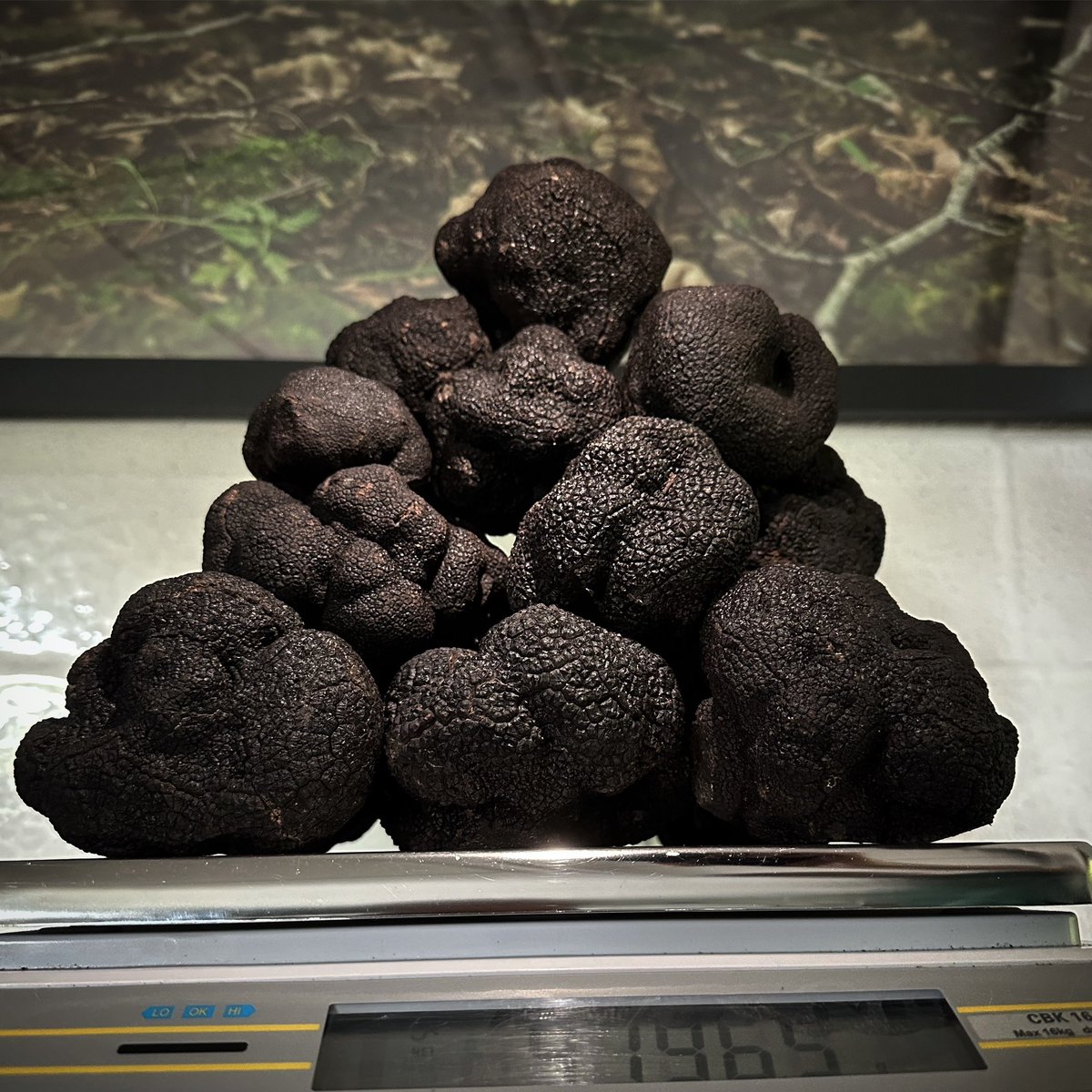 A mountain of giants in our truffle barn this morning… 🖤