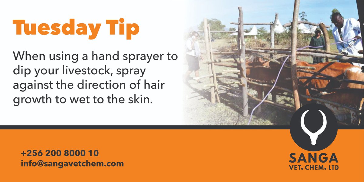 When using a hand sprayer to dip your livestock, spray against the direction of hair growth to wet to the skin.

#SANGA #LivestockCare #HandSprayer