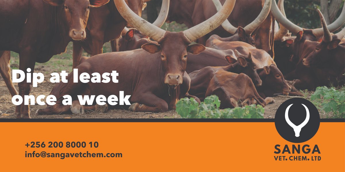 Dip your cattle at least once a week to keep them healthy and tick-free. Research shows that after 2 weeks without dipping, cattle are carrying 30–45 ticks each.

#SANGA #CattleHealth #TickPrevention