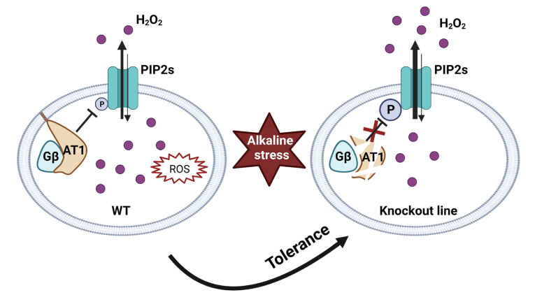 aBIOTECH5's tweet image. #Commentary #gene #encoding #Sorghum #alkaline
#stress
Knockout of a gene encoding a Gγ protein boosts alkaline tolerance in cereal crops
Peitong Wang & Jian Feng Ma
link.springer.com/article/10.100…
