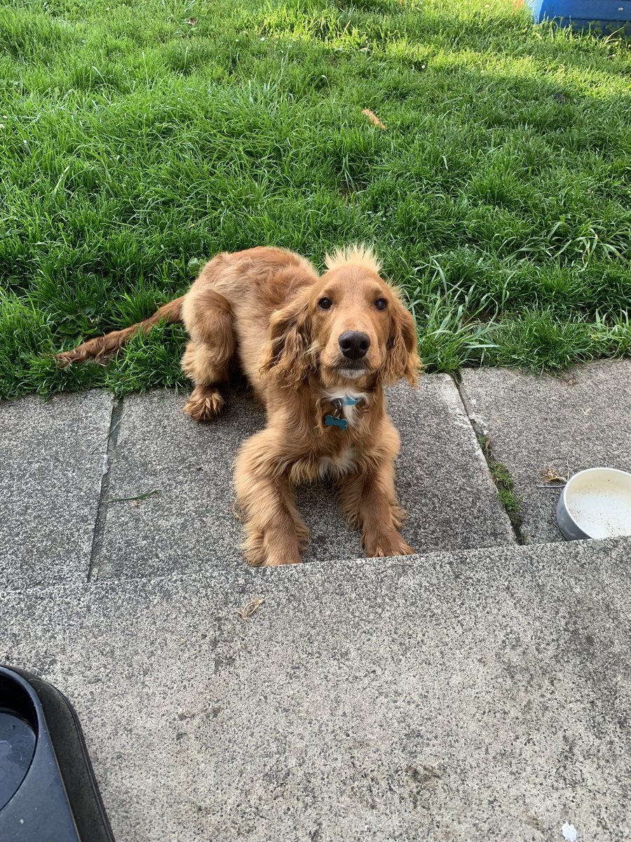Niall Burns (@nialljburns) on Twitter photo Tuesday 6am workout done and dusted. Weigh in done, time for breakfast and a quick dander with this fella. #publicshred <a href="/Rob_NBF/">Nothing Barred Fitness</a> #day2 Tuesday 6am workout done and dusted. Weigh in done, time for breakfast and a quick dander with this fella. #publicshred <a href="/Rob_NBF/">Nothing Barred Fitness</a> #day2