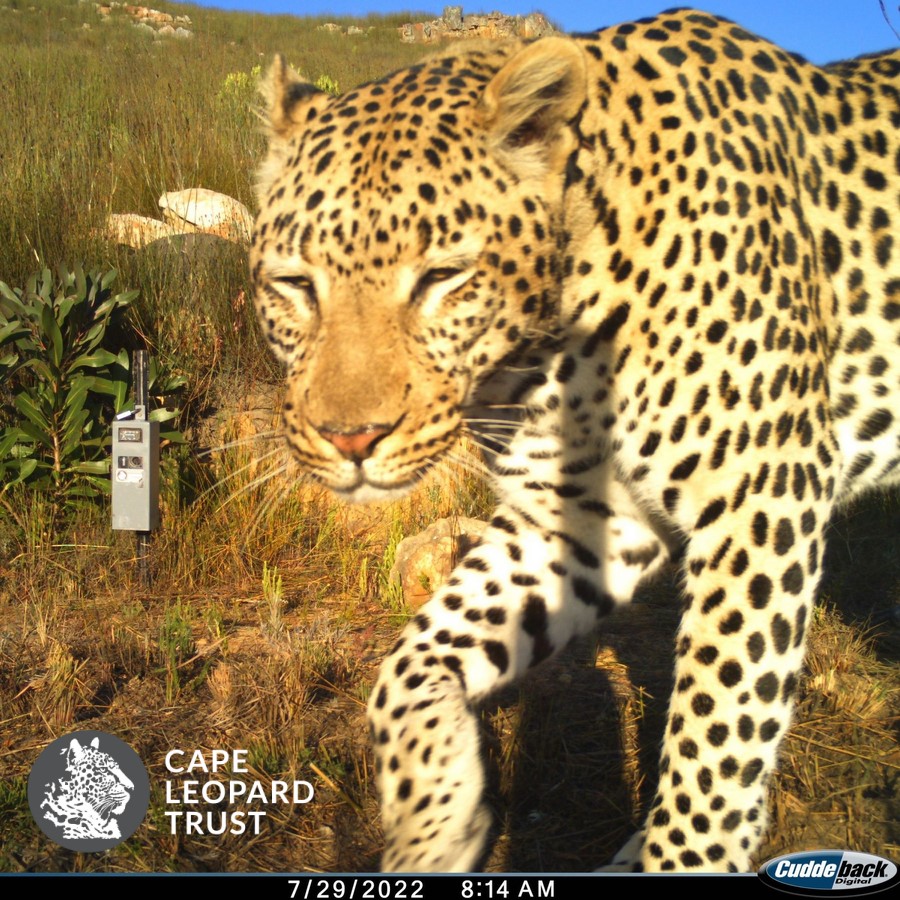 CapeLeopardTrst's tweet photo. Just a spotted cat seeming rather unimpressed with our constant spying 👀😅 #trailcamtuesday
A male #leopard photographed in the #LittleKaroo during our 2022 survey 🐆

#pantherapardus #leopards #leopardresearch #leopardconservation #leopardmonitoring https://t.co/7CFfLqRmrM
