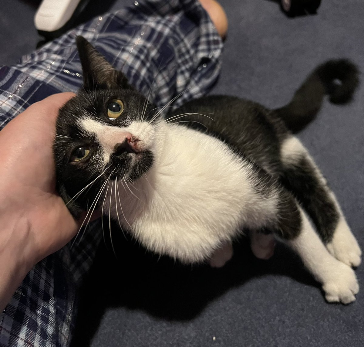 #Sheffield - has anyone lost a black and white kitten? We found her starving in our garden yesterday and ended up taking her in last night after we couldn’t find her family. We will take her to the vet later to get her scanned. In the #Fulwood area. @HelpSheffield