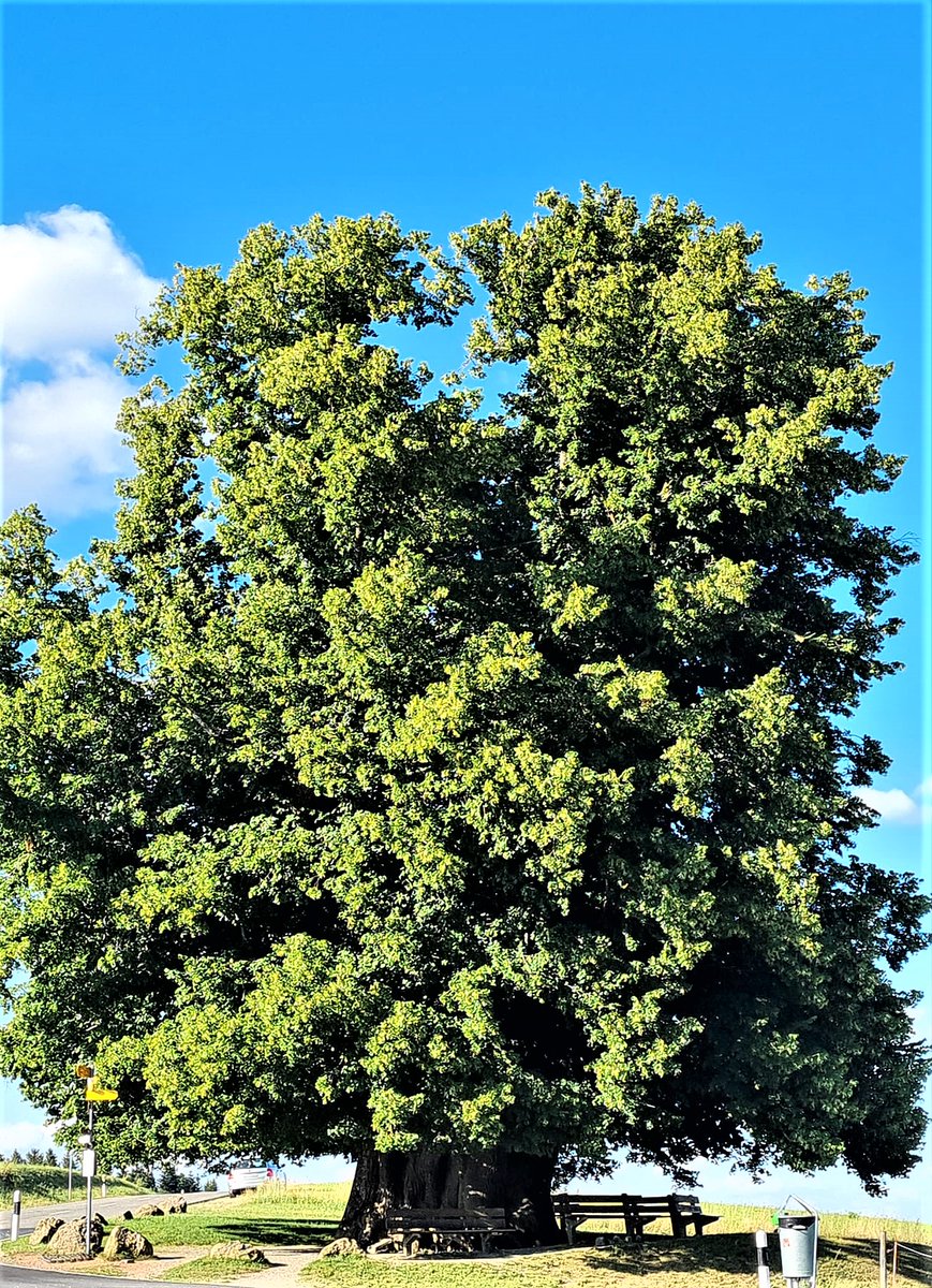 Studies show: Trees are the true air conditioners. Under a tree, the temperature can be 15 C° cooler than measured in the ambient air. Shade and evaporation create the same effect as a conventional A/C, but without electricity. A tree produces about 20-30 KW/h, as much as ten A/C