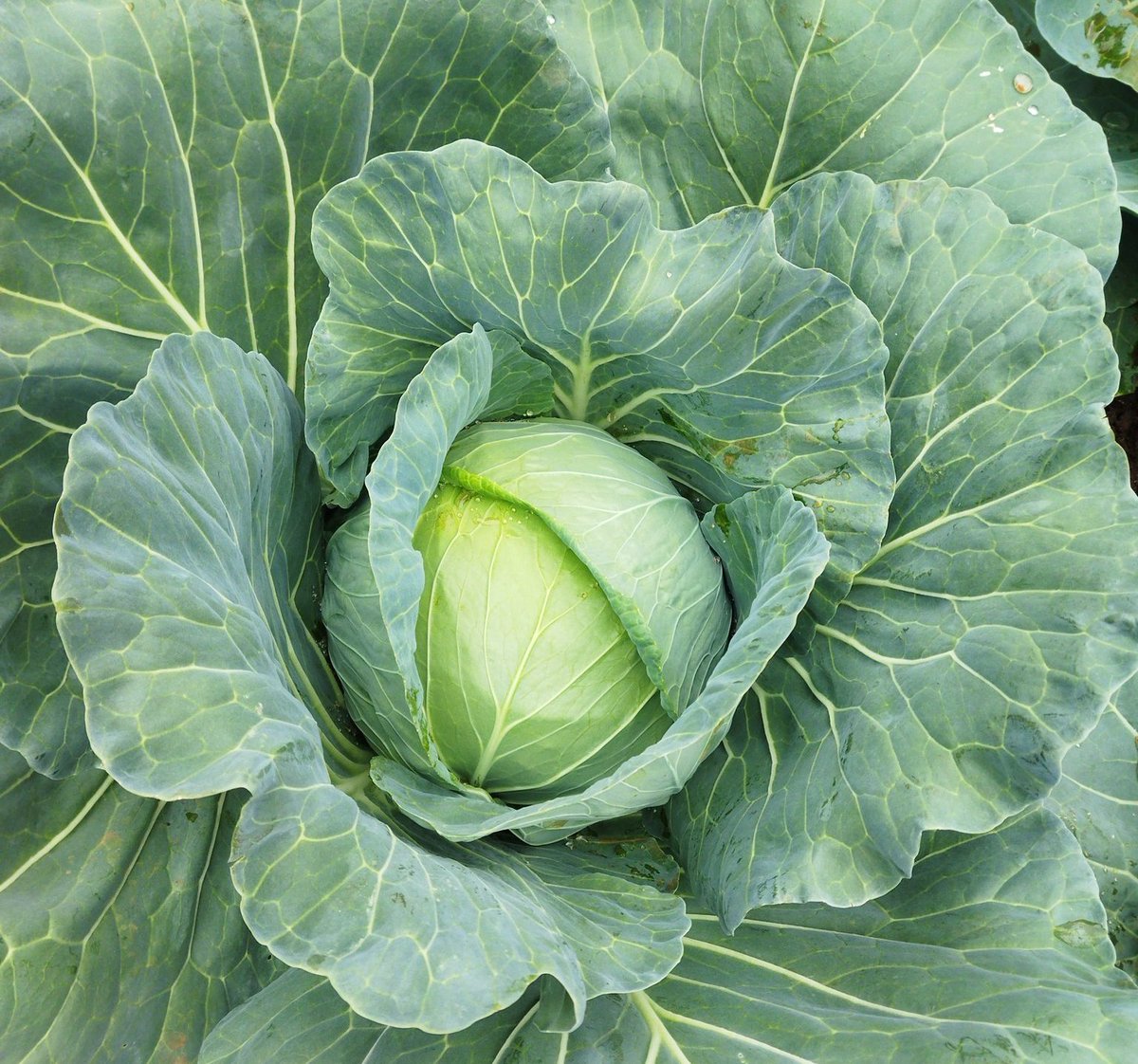 Good morning from #RwandaAgriShow2023!
This cabbage is