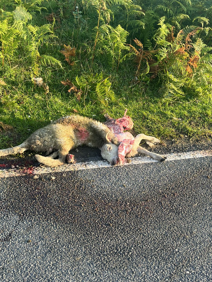 GowerAction's tweet photo. Incident 29
25/07/23
Ewe killed in the North road Fairwood.
Please be aware the animals will lay on the roads to escape the flys and seek the warmth of the tarmac.
Please report all incident to South Wales police on 999 emergency or 101 non emergency. @SWPSwansea @GoSafeCymru https://t.co/3cJnzwYLRb