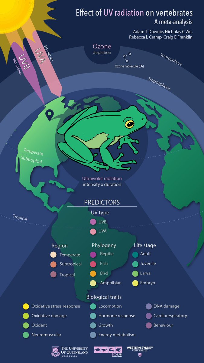 New paper out in <a href="/GlobalChangeBio/">Global Change Biology</a> on the effects of UV radiation on vertebrates, lead by <a href="/AdamDownUnder/">Adam T. Downie</a> from <a href="/Franklin_EcoLab/">Franklin EcoLab</a> | onlinelibrary.wiley.com/doi/10.1111/gc…
