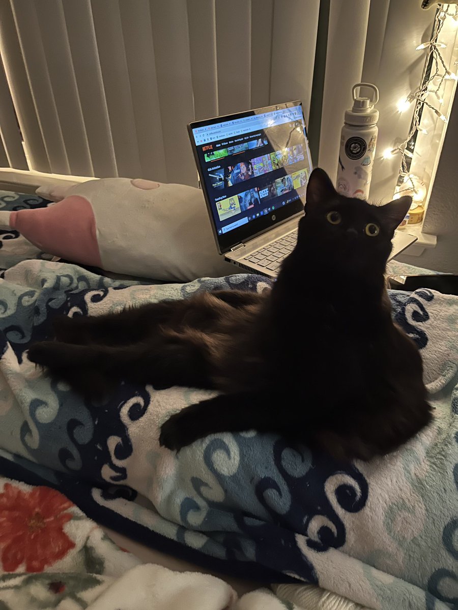 digitalkaia's tweet photo. @catwheezie i thought you might enjoy this photo of my cat sitting like a human? bear? idk she’s a little weirdo https://t.co/0ck1OdeRxh
