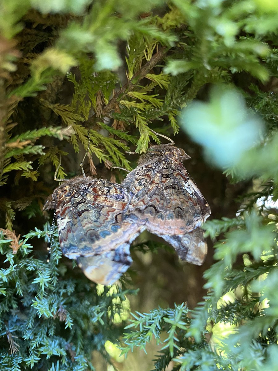 CarolineBarras's tweet photo. @savebutterflies Witnessed a ❤️Consensual coupling❤️ in the North West of England https://t.co/A1pU6HJm7E