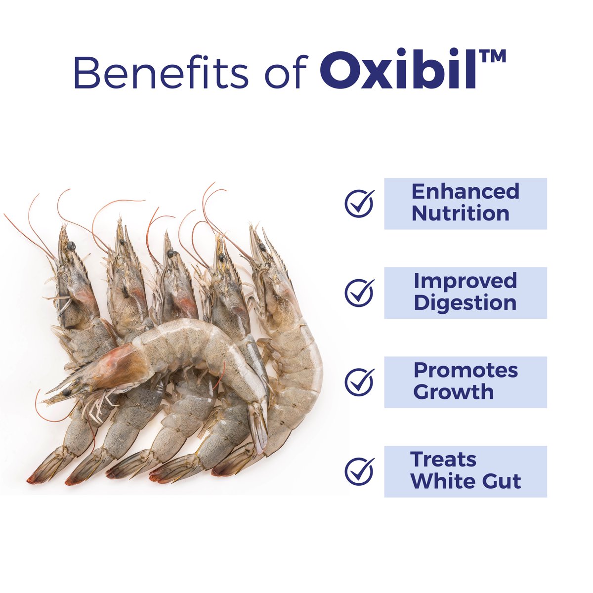 Optimize shrimp health with our premium OXIBIL™ (Ox Bile Extract)!

Enhance hepatopancreatic function for superior digestion and nutrient absorption.

Contact us- oxibil.com 

#titanbiotechltd #oxibil #liverfunction #digestivehealth #bileacids #bilesupplement