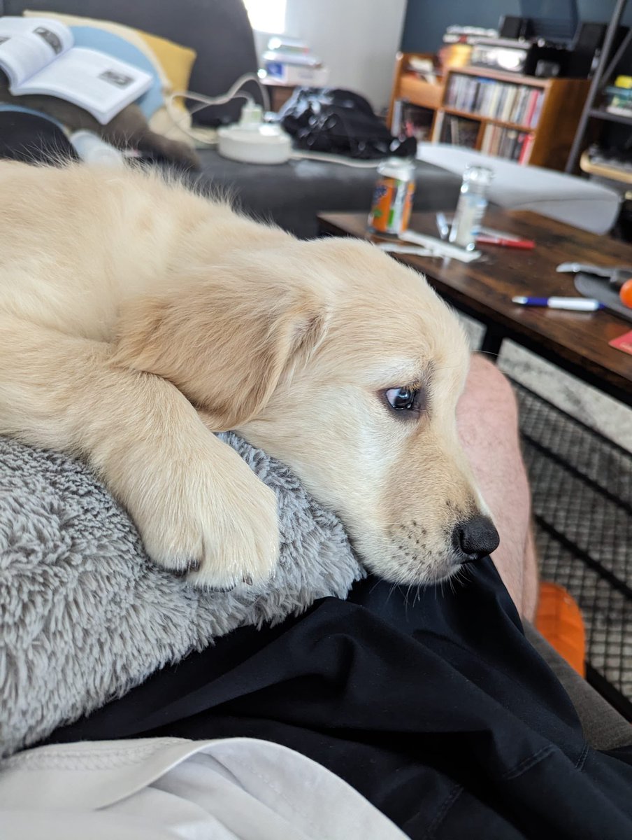 Miss Cevik tweet media