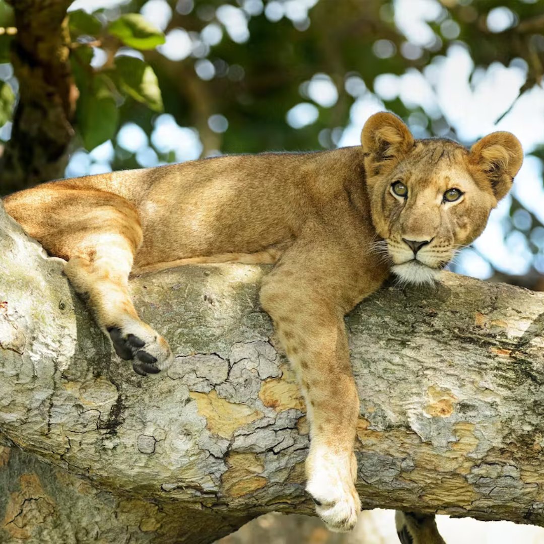 Wildlife in Queen Elizabeth National Park is genuinely the reason why it is termed as the medley of nature’s wonders.

Visit us @ gorillatrips.net/uganda-tours-a…

Call / WhatsApp +256-775-564060

￼info@gorillatrips.net

#queenelizabethnationalpark #wildlife #wildlifephotography