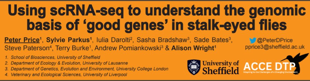 Come catch my poster this afternoon at the San Paolo Cloisters (No 854) to chat about meiotic drive, flies and scRNA-seq. #SMBE2023