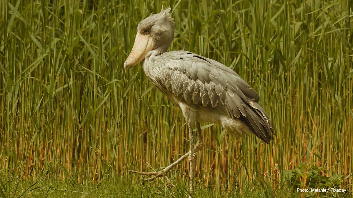 IUCN tweet media