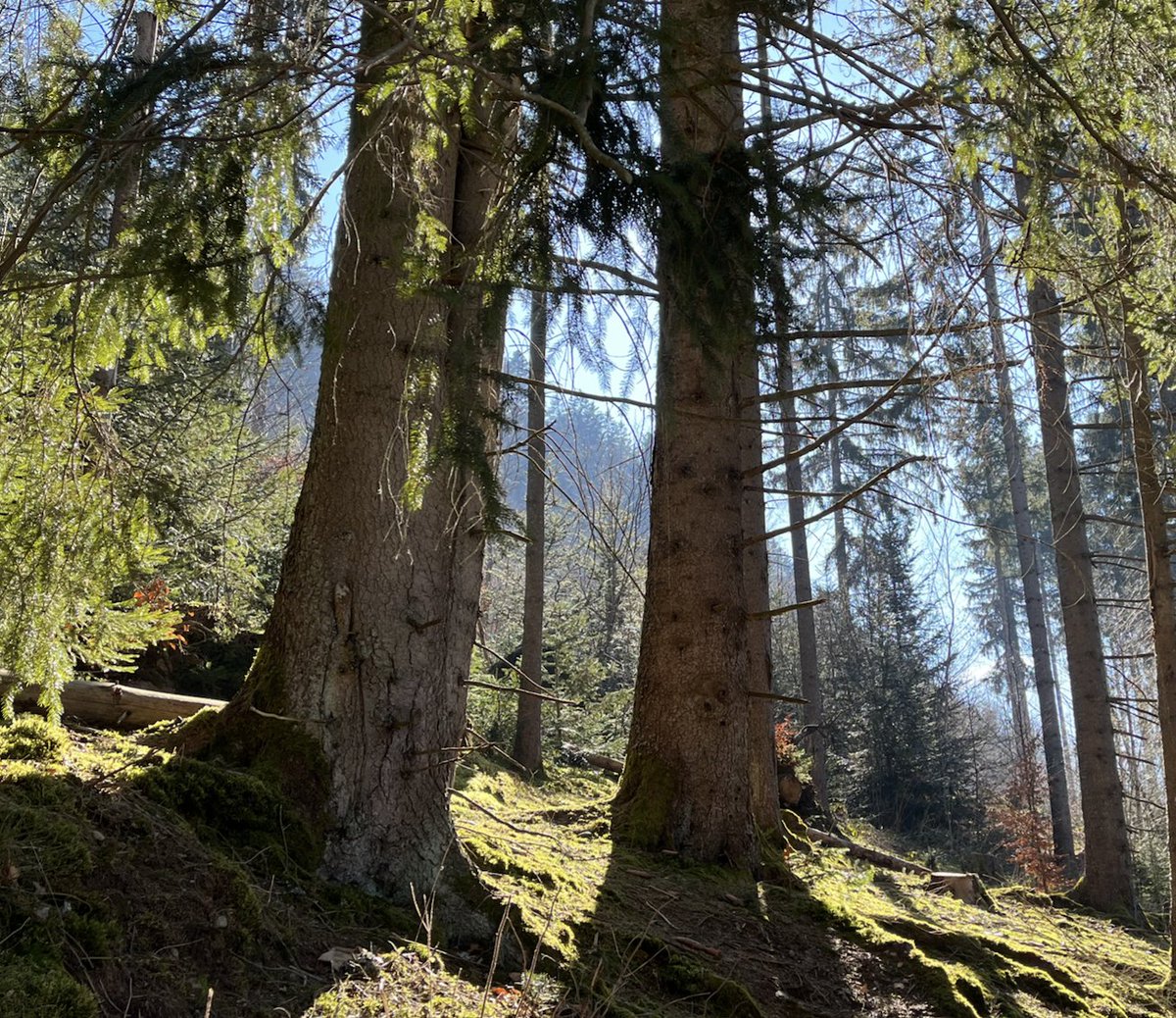 interregeurope's tweet image. 🌳 Our European forests are essential! They&apos;re rich in biodiversity and crucial for carbon storage.

👉 Check out our policy brief for EU initiatives on restoration, afforestation, and climate adaptation and inspiring good practices from our projects! 🌍

bit.ly/44vze7P