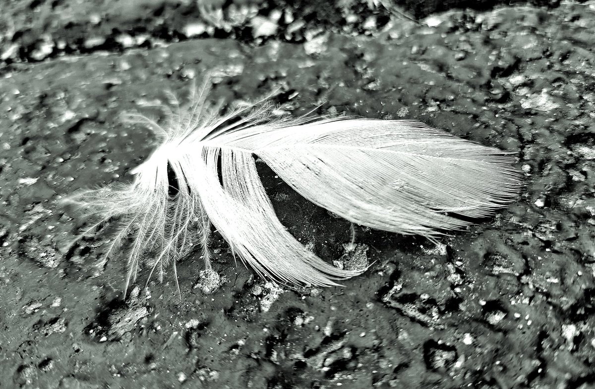 "Where feathers appear, angels are near..." 🪶

Book tickets in advance to guarantee your place at the largest aerial show #MiltonKeynes has ever seen: ifmiltonkeynes.org/event/gratte-c…