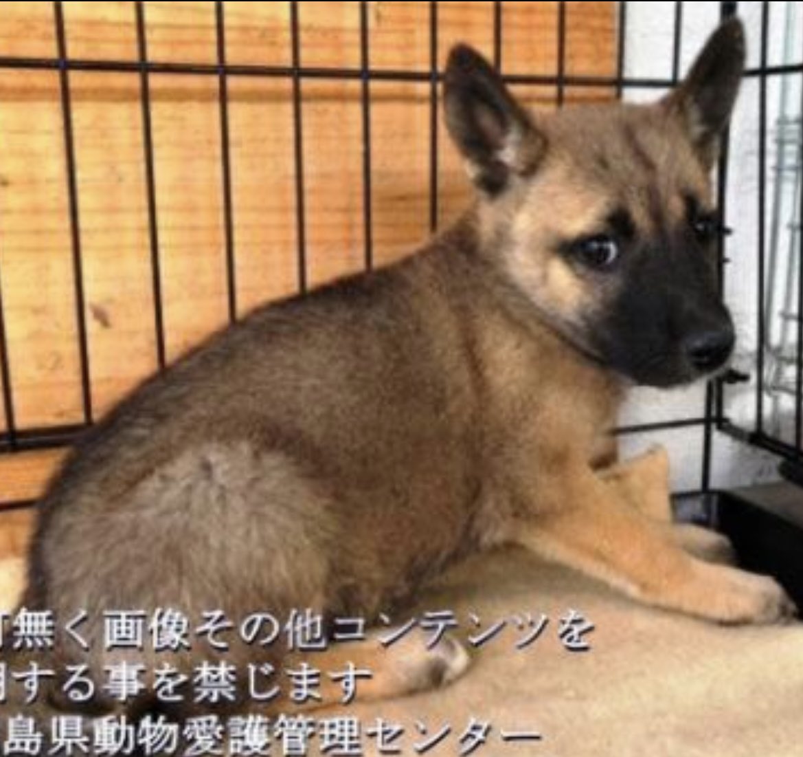 gollfe's tweet photo. 🚨本日掲載期限7/25
土日祝日は施設お休みが多い中💧
土曜日から3日間の掲載
不安な顔💧子犬の女の子
譲渡犬になり繋がりますよう
応援して欲しい🙏🏻
🆘徳島物愛護管理センター🆘
#拡散希望RT協力お願いします
⚠️クレーム🆖 https://t.co/titWxjRXMf