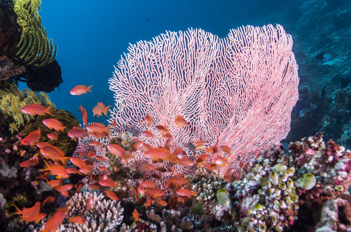 Divebooker.com tweet media