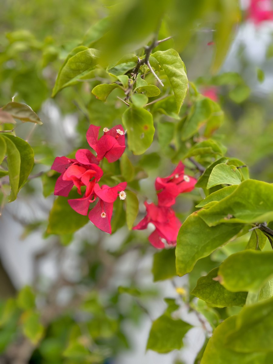 Paulotabinas's tweet photo. #twitterFlower #twitterPhotography
“Every flower blooms in its own time”
Ken Peri https://t.co/s6BR9zso0K