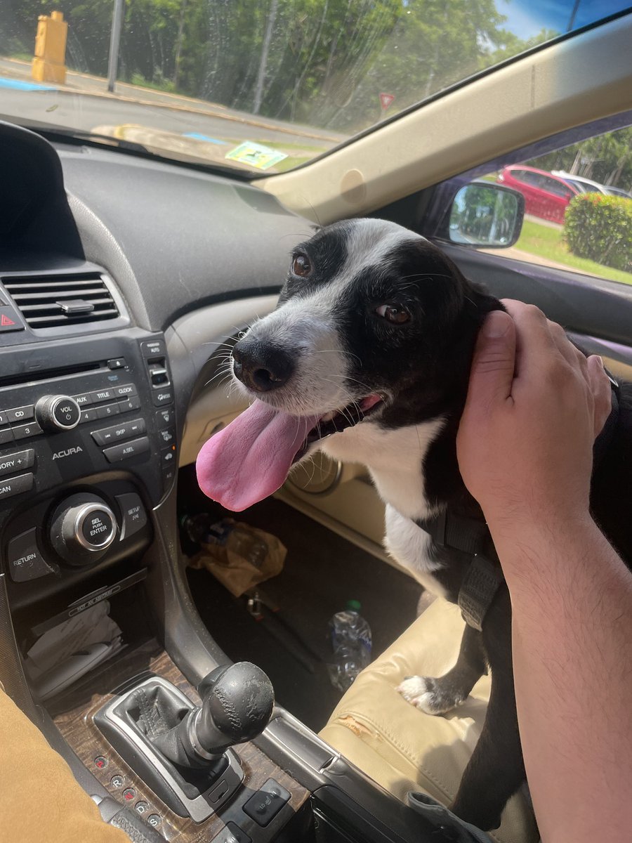 IFCKINGLOVEKIWI's tweet image. Hello. This is a bit weird for me to write but My dog was diagnosed with some tumors and I need to take him to a oncologist. I’m in a rough spot right now. I’m looking to sell my whole objkt collection for 3000 $xtz I have some art from great artist, @3a5a1a @grecorando @la_vaun…