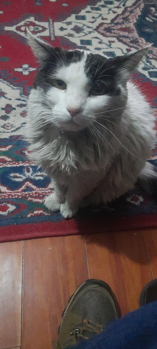 catecly's tweet photo. Hola buenos días ayer fue Zam🐕  hoy les presentó a kopo🐱🐈‍⬛ esperando su desayuno ✌️😎 #despiertaconchv https://t.co/j2aKzLJoiM