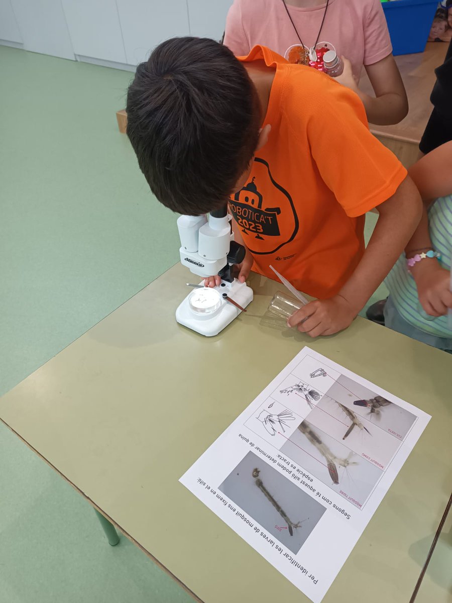 programatigre's tweet photo. Us deixem un tastet de les activitats que estem duent a terme aquest estiu en els casals de lleure ☀️🦟
#mosquittigre #programatigre #dipsalut #aedesalbopictus #mosquitsemporda https://t.co/AGMafhdtfO