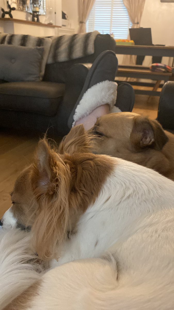 shelly0985's tweet photo. @JoeyandBella_ I have a rescue from Romania breed unknown and a Jack x chihuahua. I had a collie x lab he was more than perfect. https://t.co/SksCQk7vxf