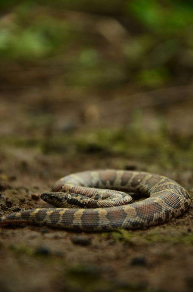 ranjeetnature's tweet photo. I took a photo of this lovely Common Sand Boa (Non Venomous) snake after it was rescued from a human settlement at Aarey Milk Colony many years ago.
#AareyForest #CommonSandBoa https://t.co/iJF116y7P0