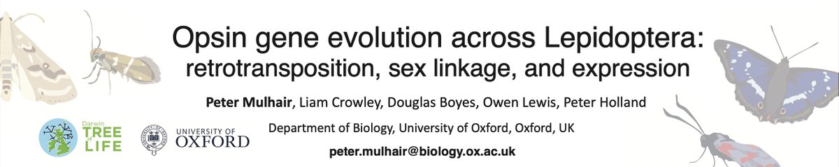 Come by my poster this evening at the San Paolo Cloisters (poster 986) for a chat about opsin evolution across Lepidoptera 👀🦋; part of the very exciting Evolution of sensory systems symposium #SMBE2023